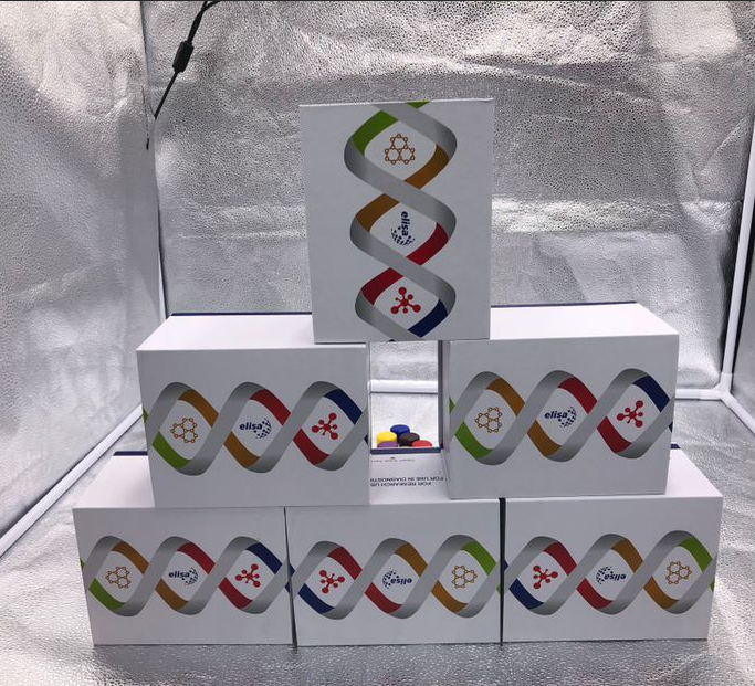 人白介素4（IL-4）检测试剂盒